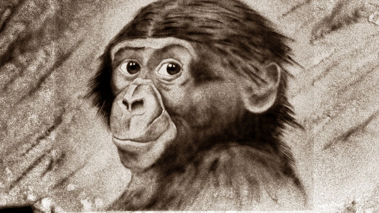 Monkey portrait drawn in sand
